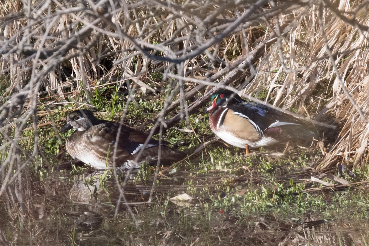 Canard branchu - ML633743871