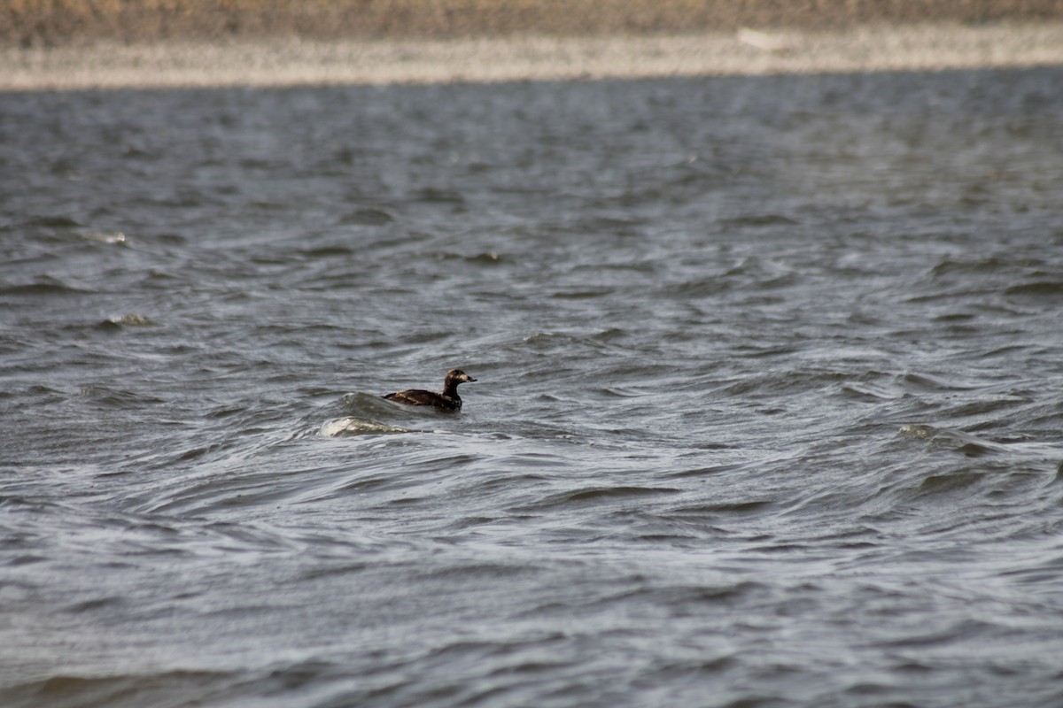 White-winged Scoter - ML633743984