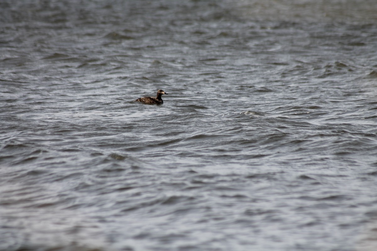 White-winged Scoter - ML633743985