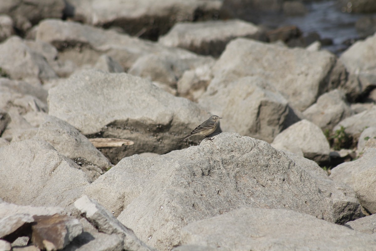 American Pipit - ML633744029