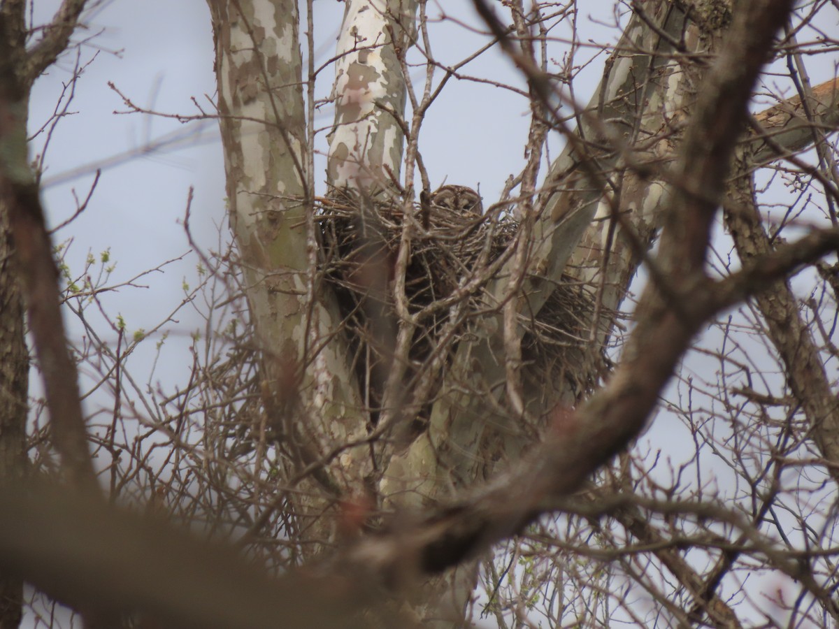 Barred Owl - ML633744338