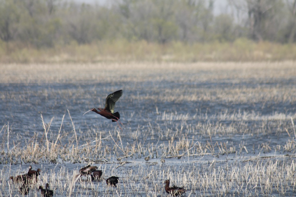 White-faced Ibis - ML633744474