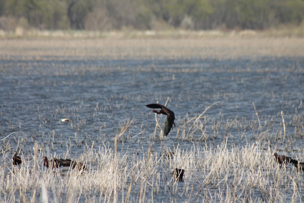 White-faced Ibis - ML633744475