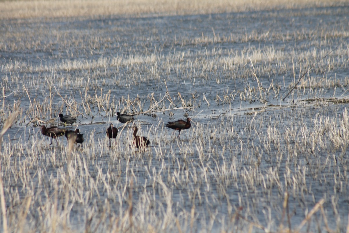 White-faced Ibis - ML633744476