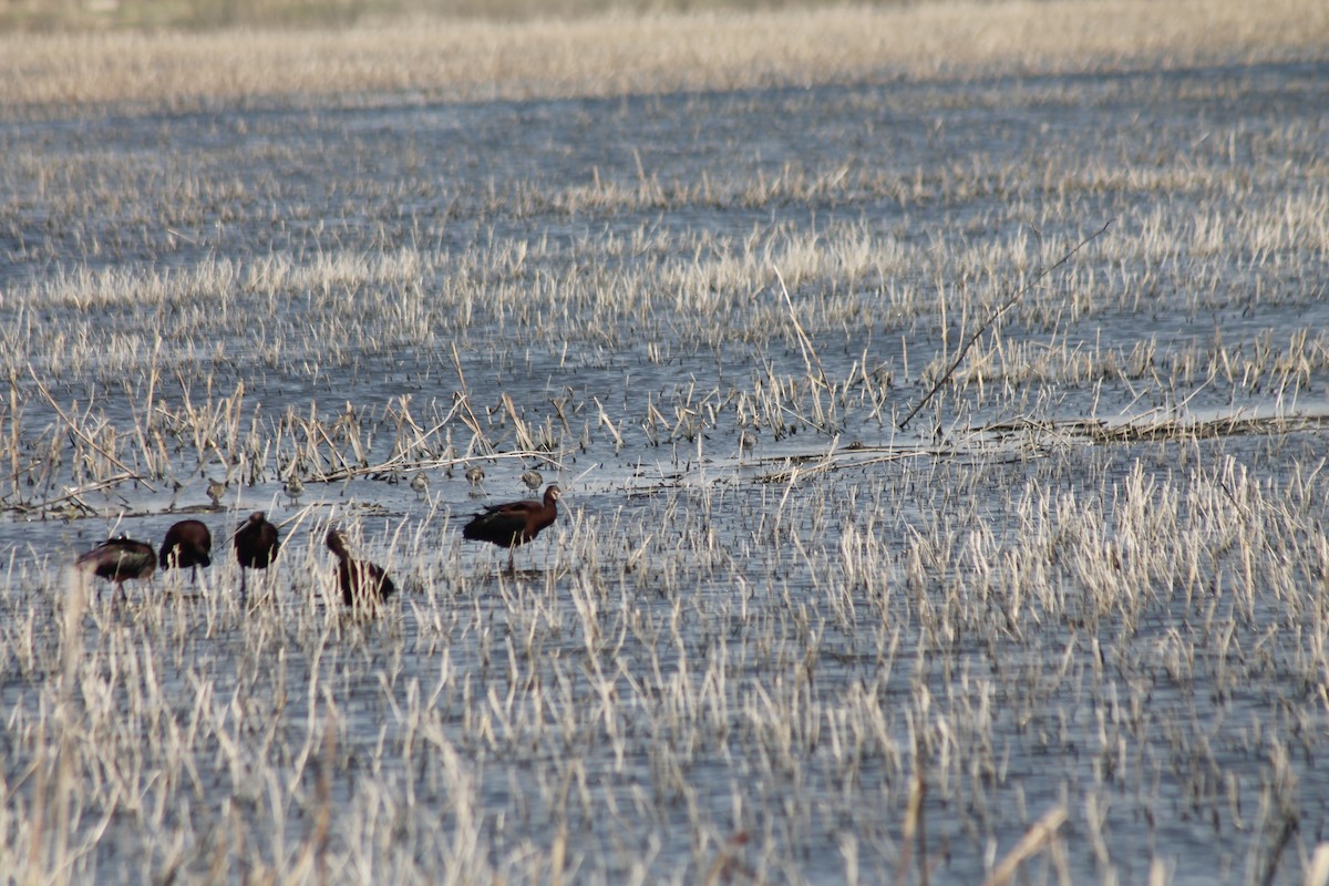 White-faced Ibis - ML633744477