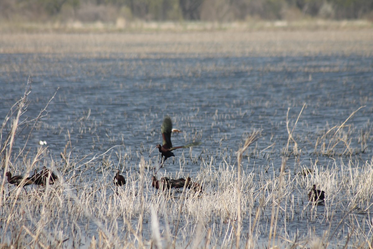 White-faced Ibis - ML633744478