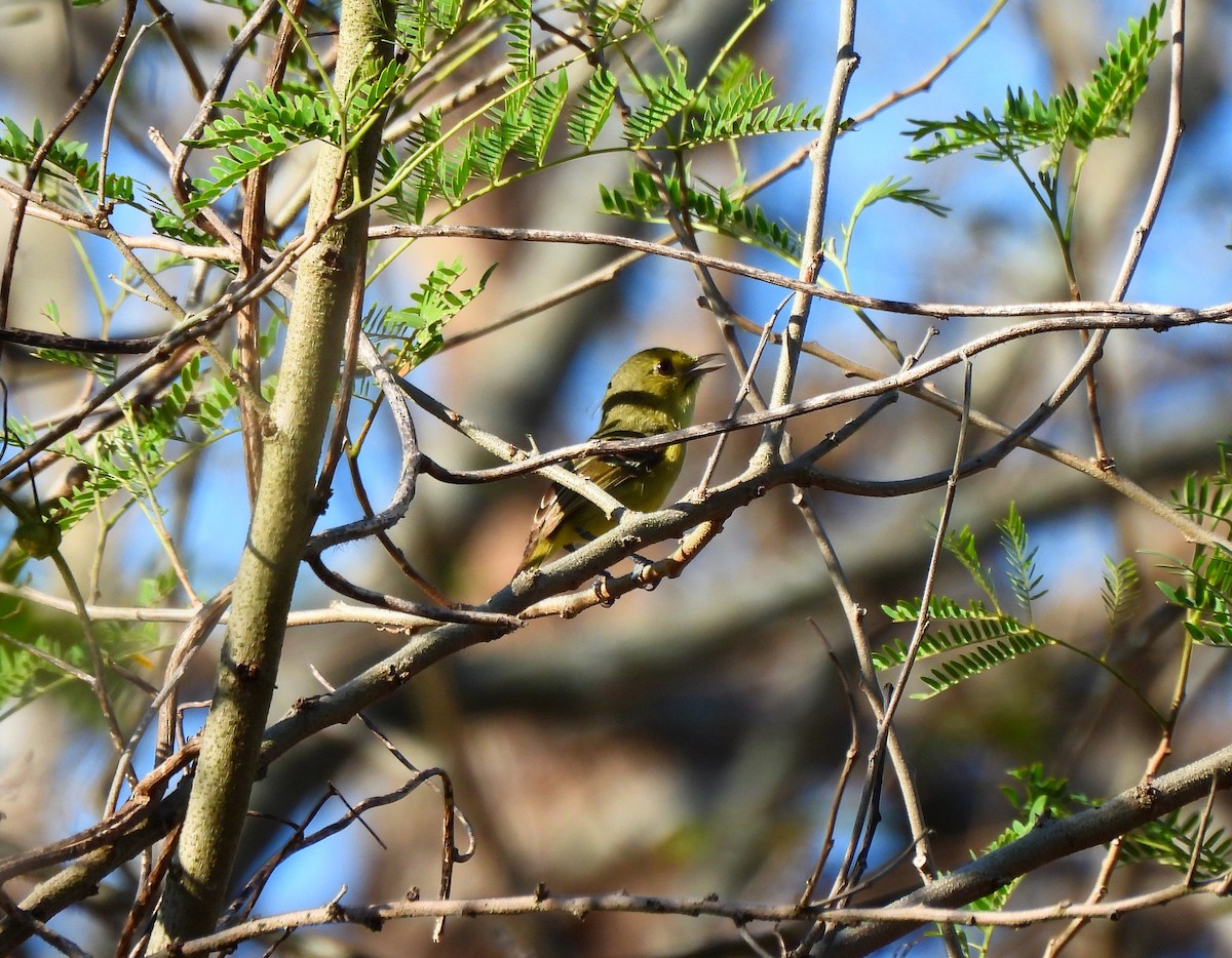 Mangrove Vireo - Cristina Cauich -Tzab