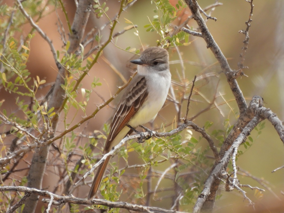 Ash-throated Flycatcher - ML633744740