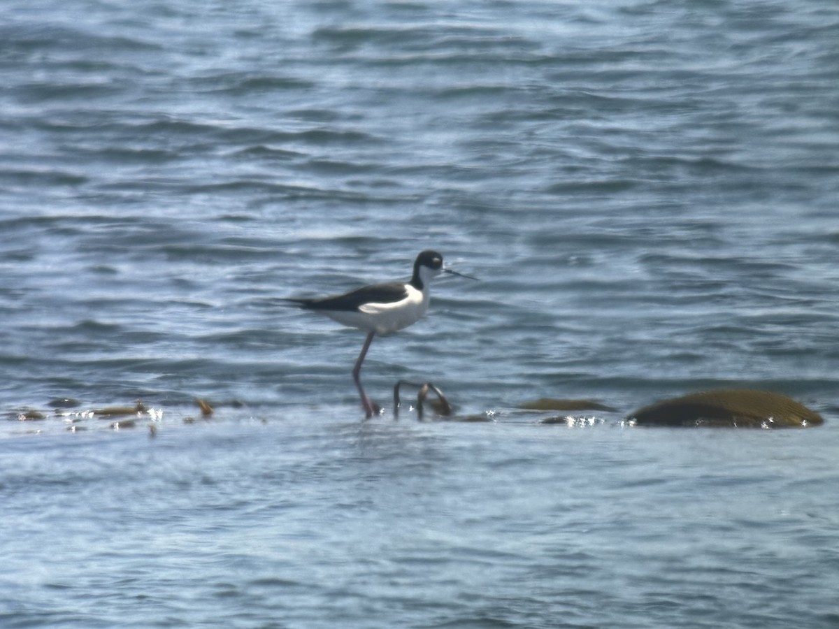 Black-necked Stilt - ML633744817