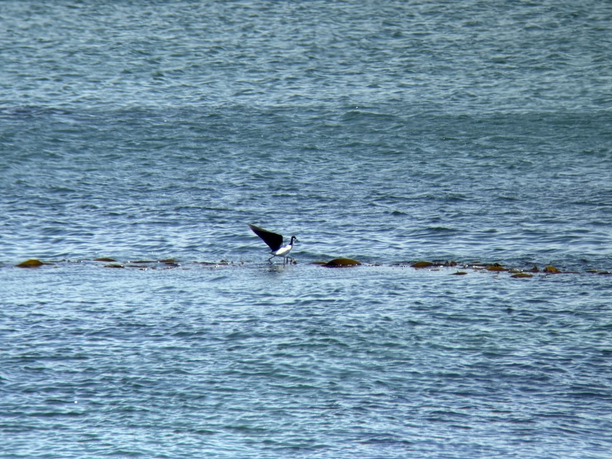 Black-necked Stilt - ML633744820
