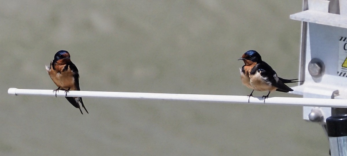 Barn Swallow - ML633745153