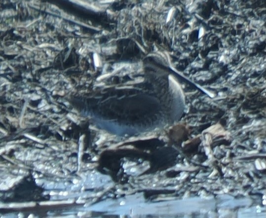 Wilson's Snipe - ML633745210