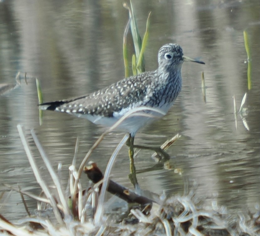 Solitary Sandpiper - ML633745219