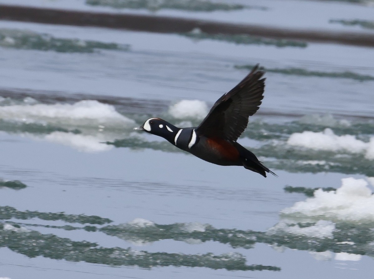Harlequin Duck - Nathan Stimson
