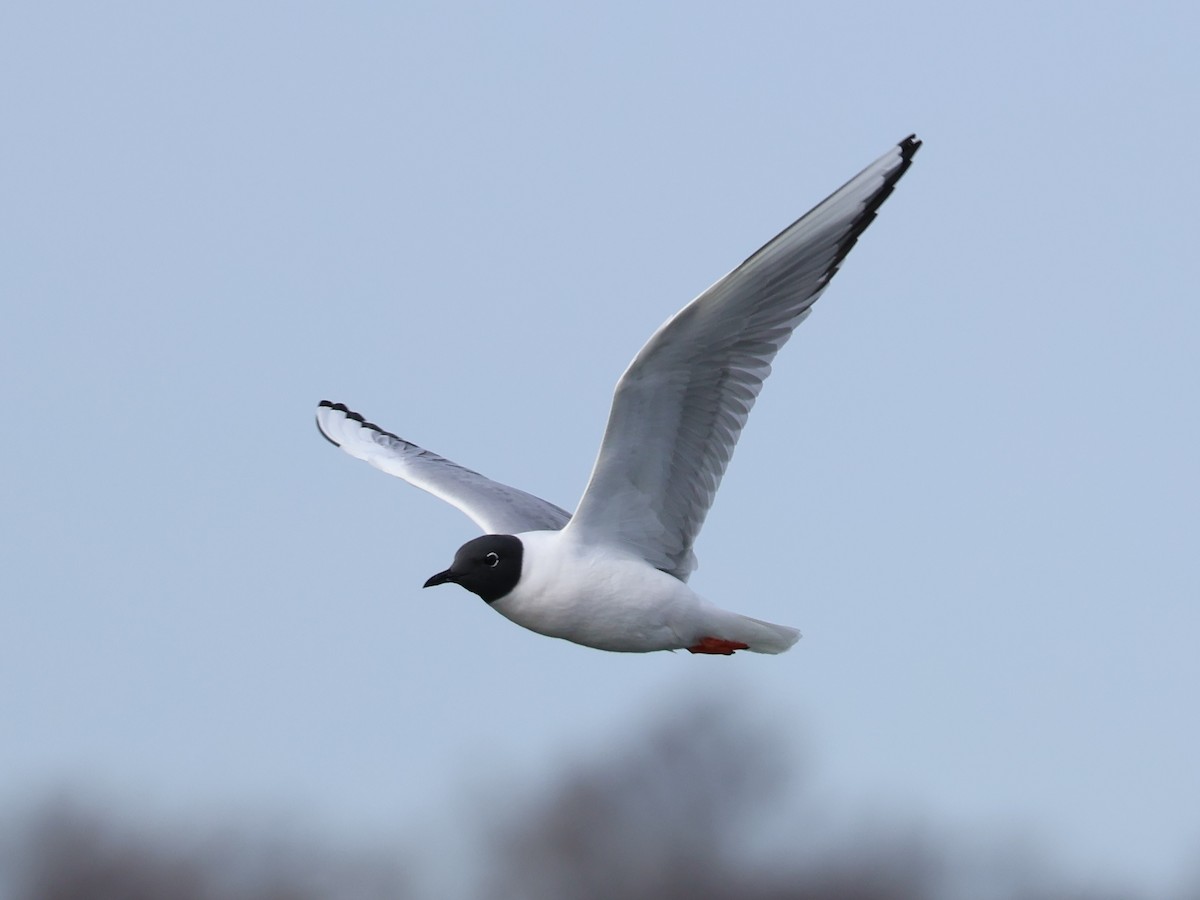 Bonaparte's Gull - ML633745297