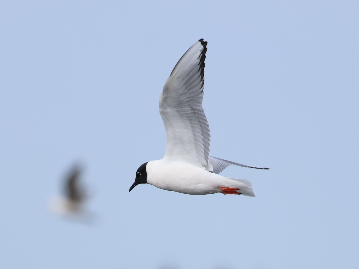 Bonaparte's Gull - ML633745298