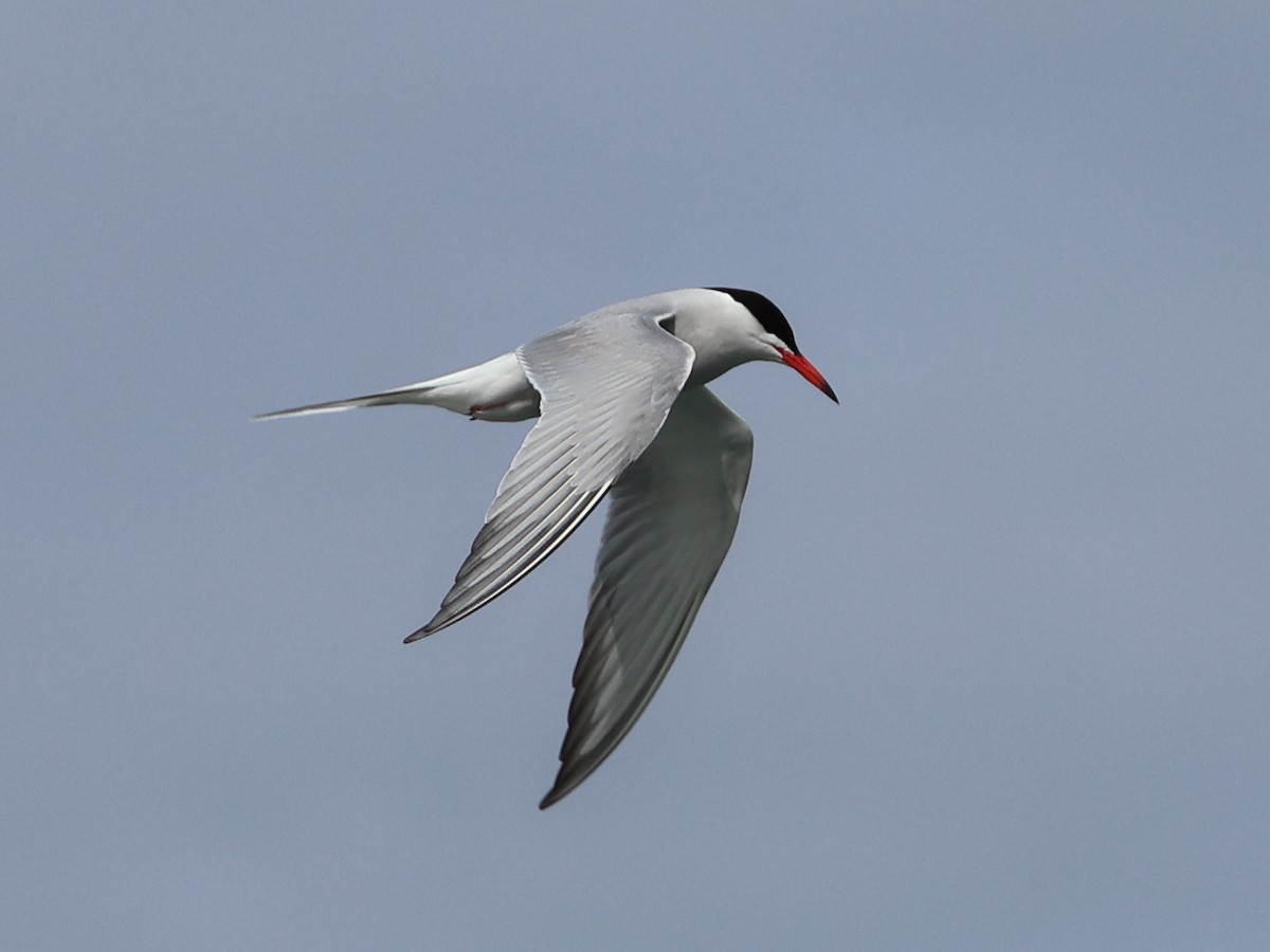 Sterna comune - ML633745349