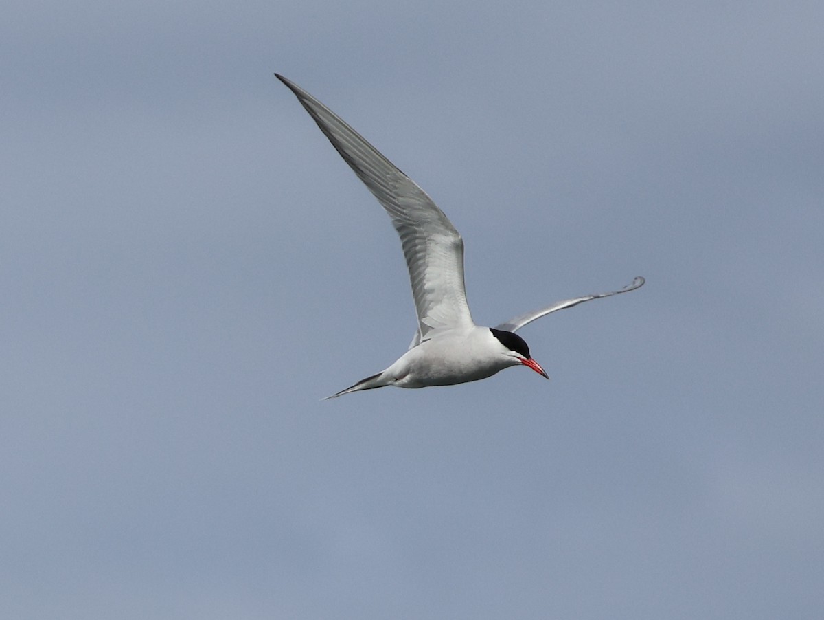 Sterna comune - ML633745350