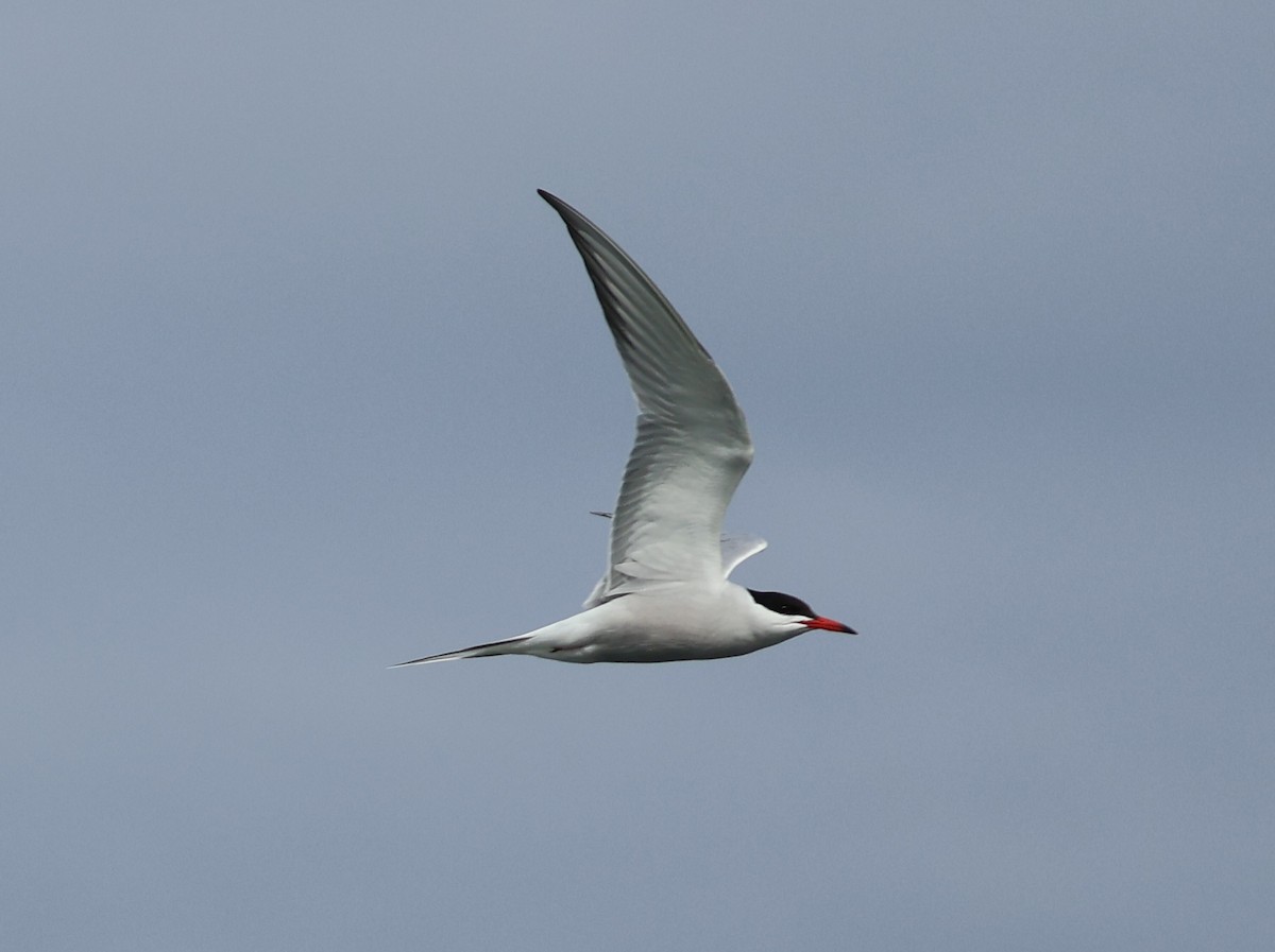 Sterna comune - ML633745351