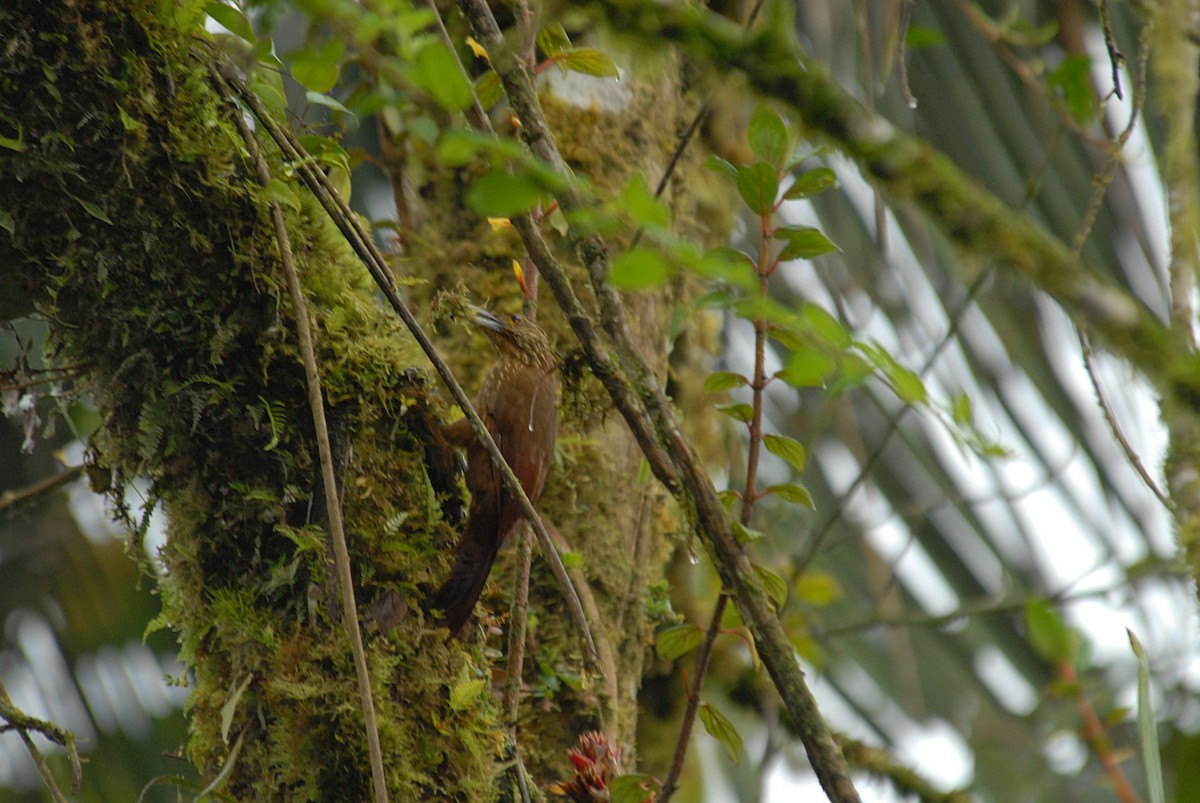Strong-billed Woodcreeper - ML633745468