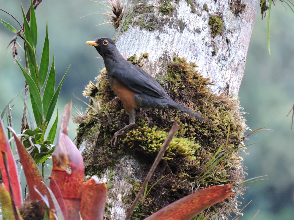 Chestnut-bellied Thrush - ML633745513