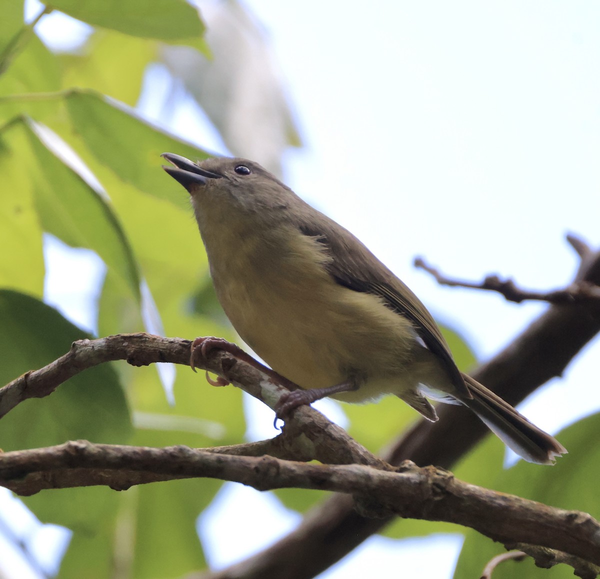 Blue Mountain Vireo - ML633745529