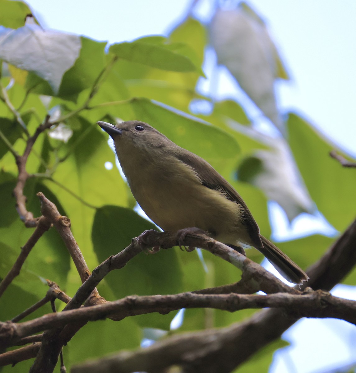 Blue Mountain Vireo - ML633745530