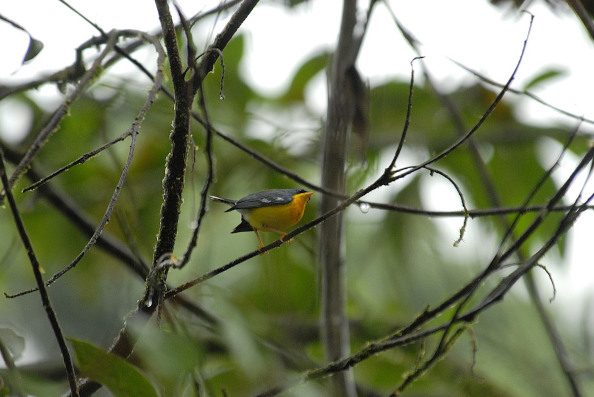 Tropical Parula - ML633745582