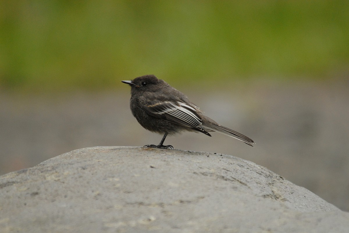 Black Phoebe - ML633745617