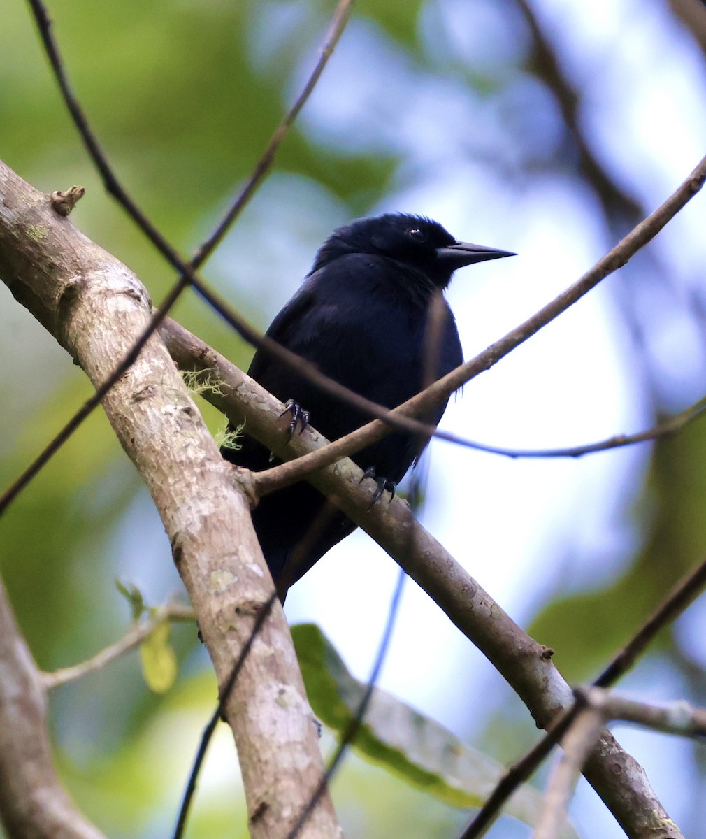 Jamaican Blackbird - ML633745627