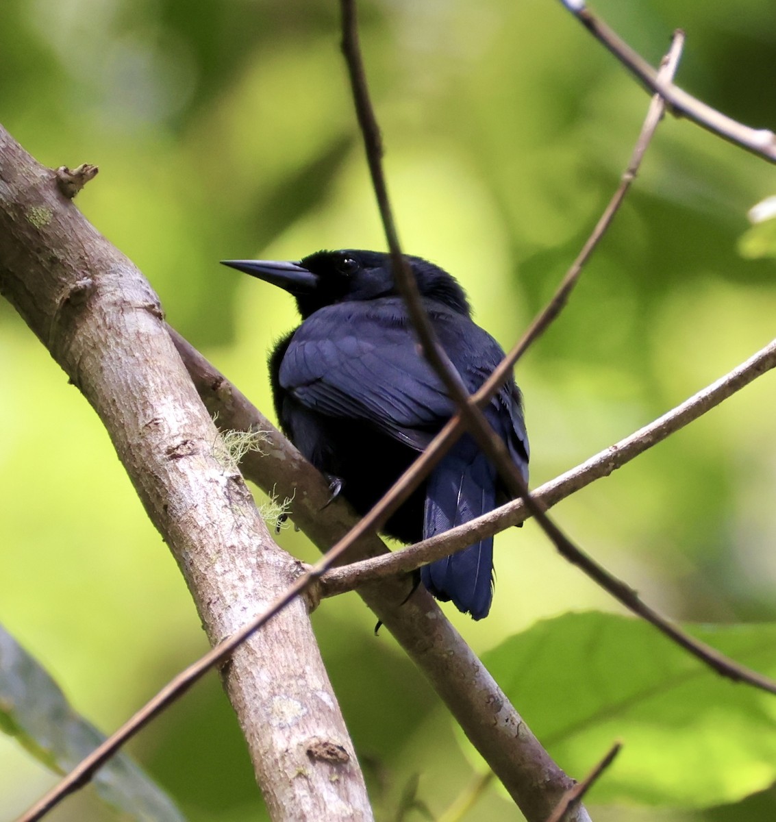 Jamaican Blackbird - ML633745628