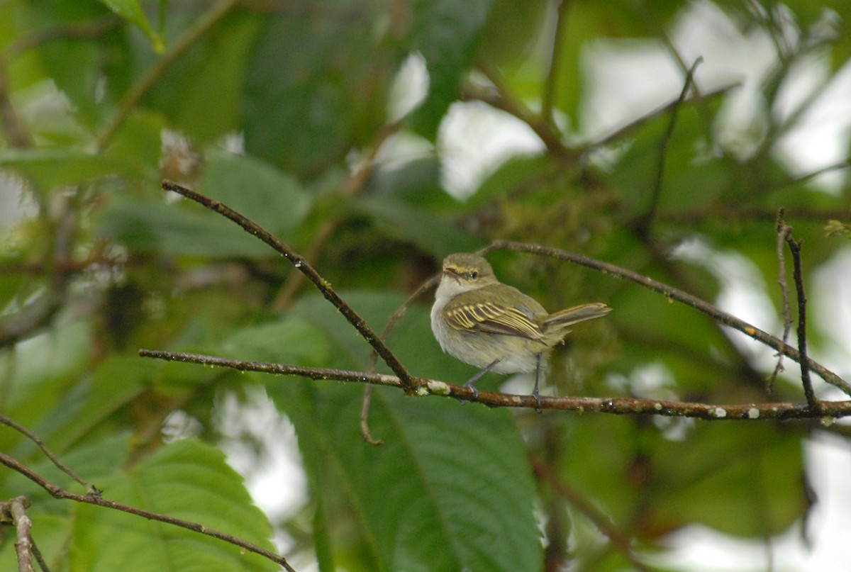 Choco Tyrannulet - ML633745643
