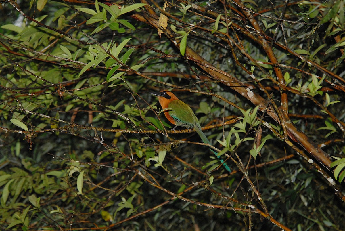 Rufous Motmot - ML633745666
