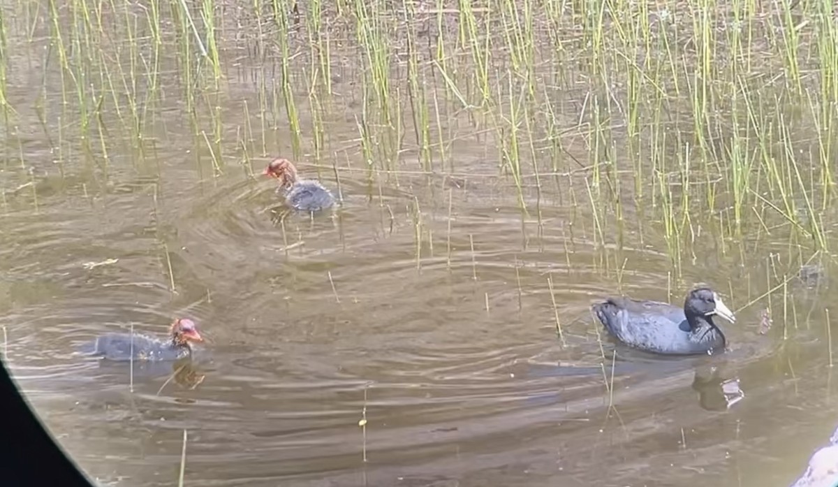 American Coot - ML633745772
