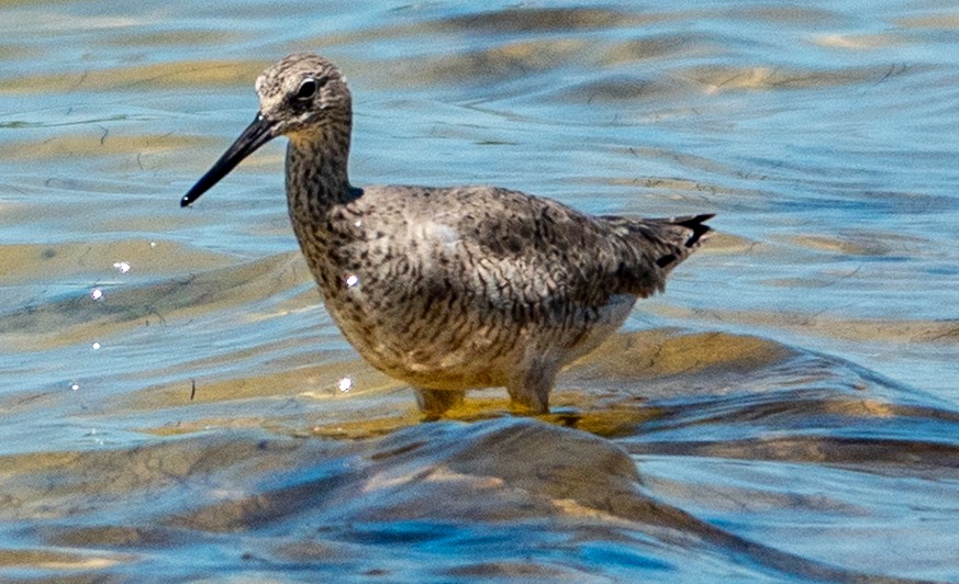 Willet - ML633745926