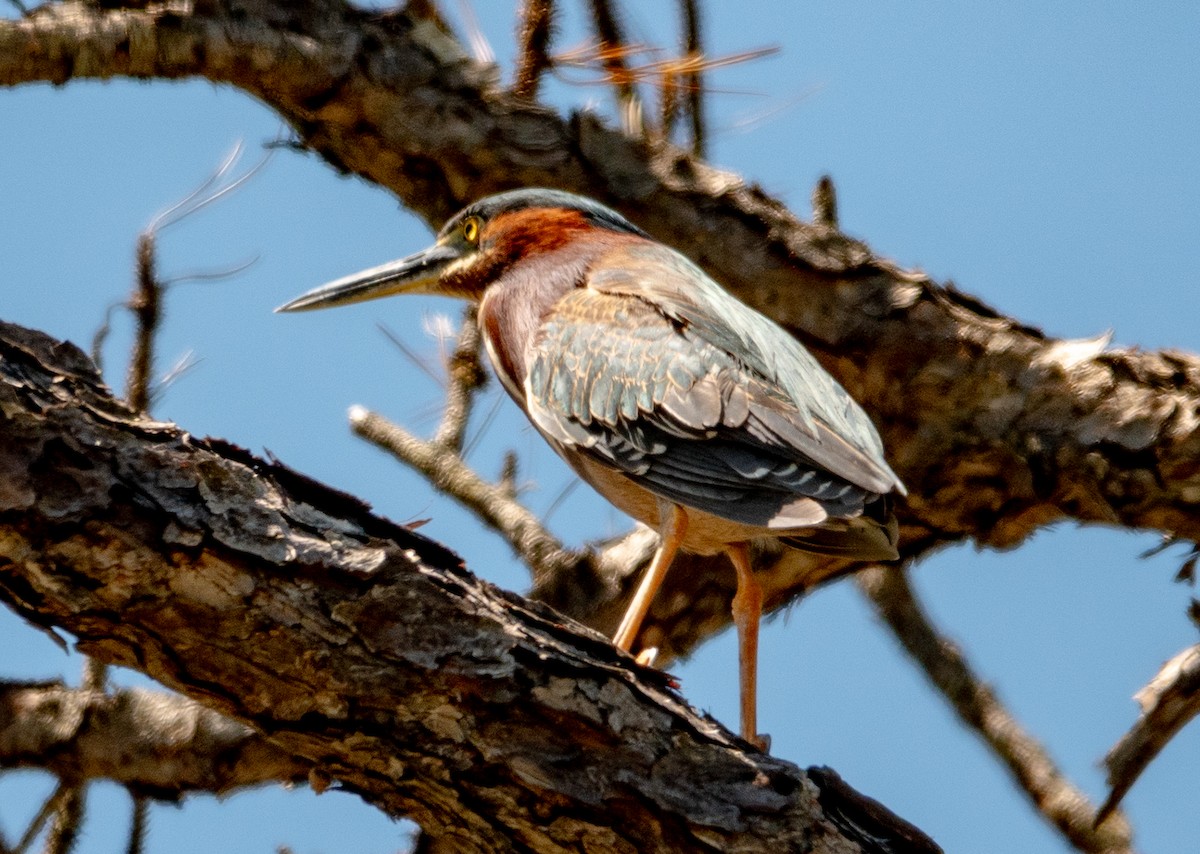 Green Heron - ML633745942