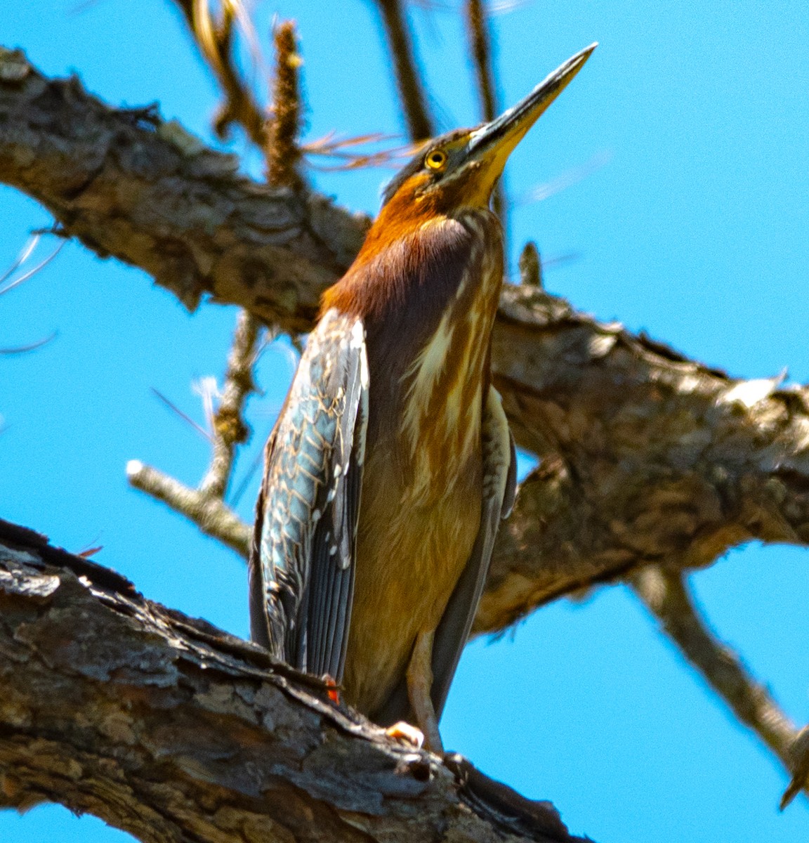 Green Heron - ML633745943