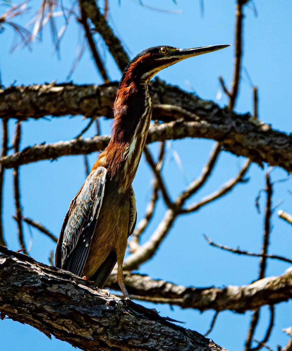 Green Heron - ML633745944