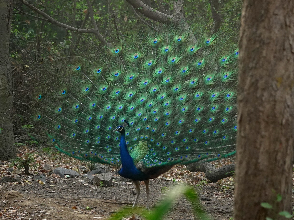 Indian Peafowl - ML633745949
