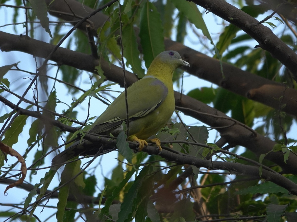 Yellow-footed Green-Pigeon - ML633745955