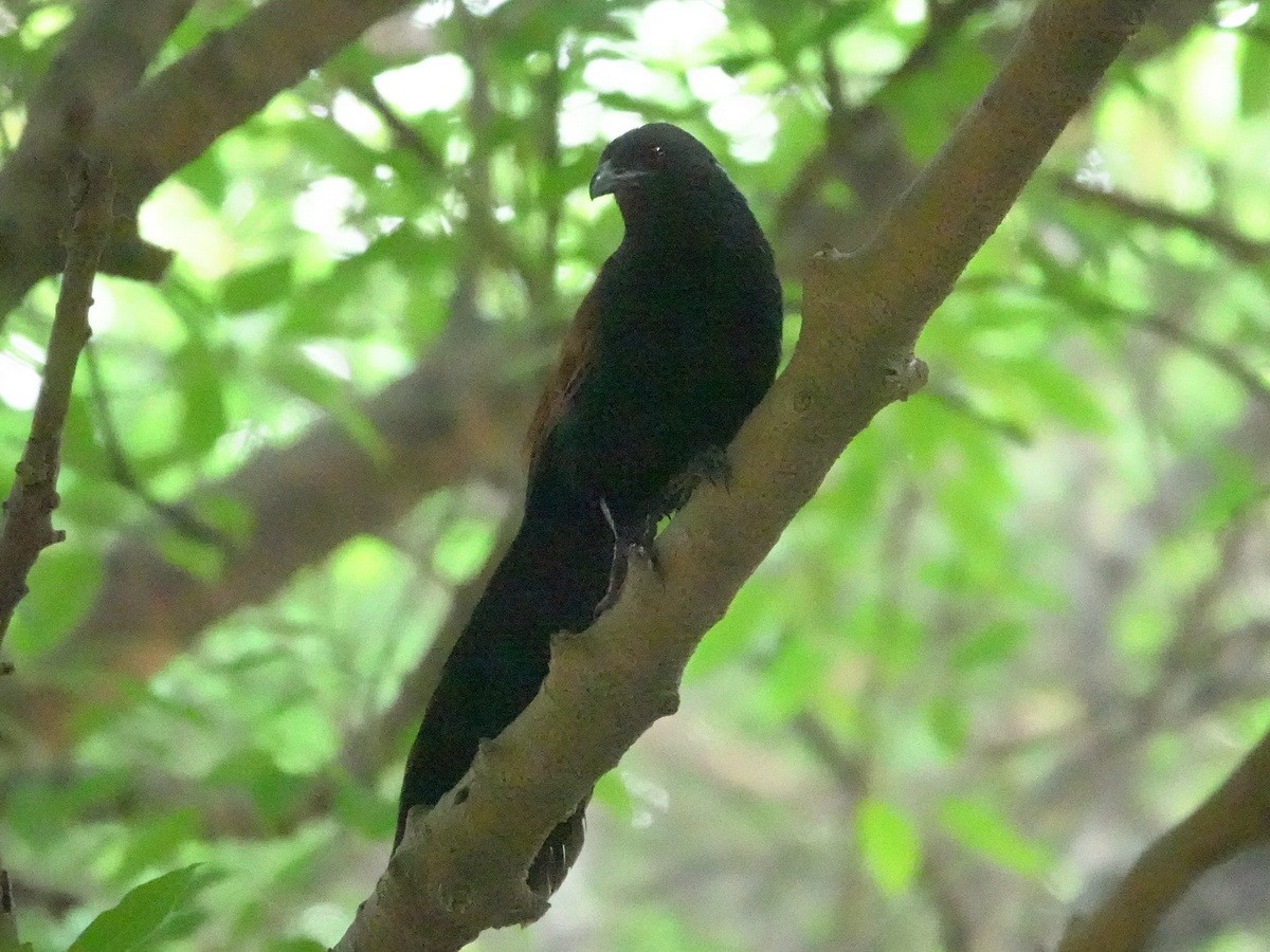 Greater Coucal - ML633745959