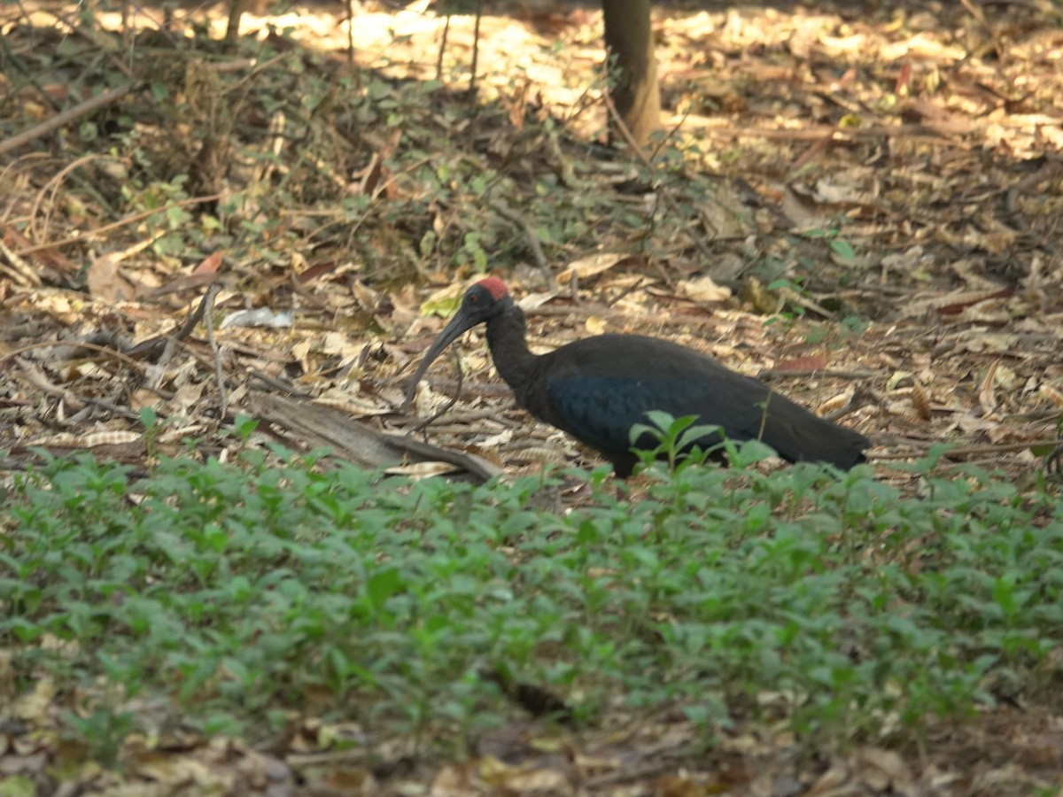 Red-naped Ibis - ML633745969