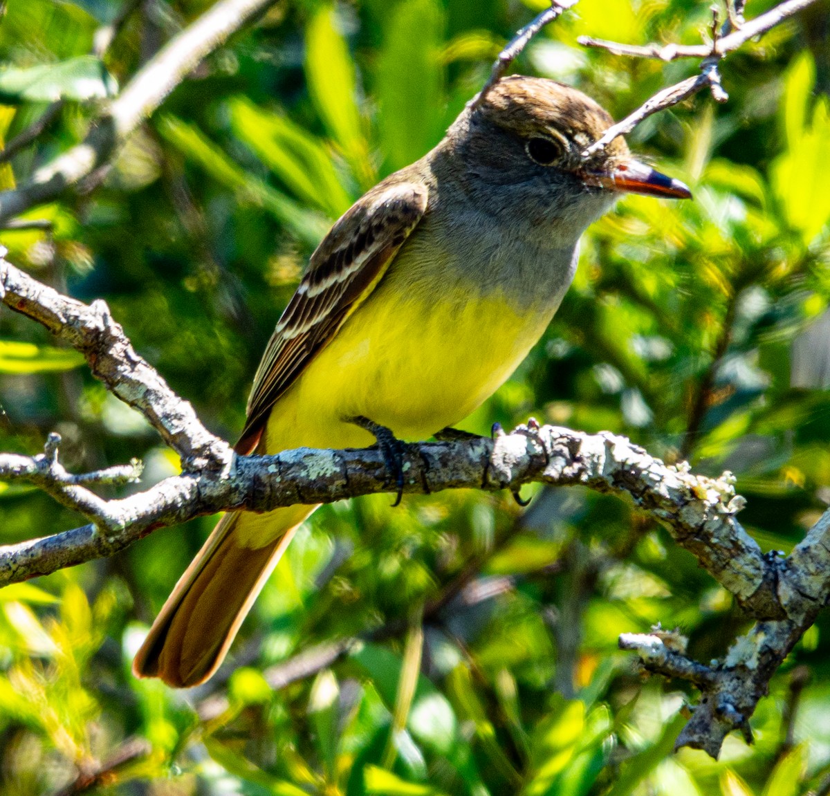 Great Crested Flycatcher - ML633745971