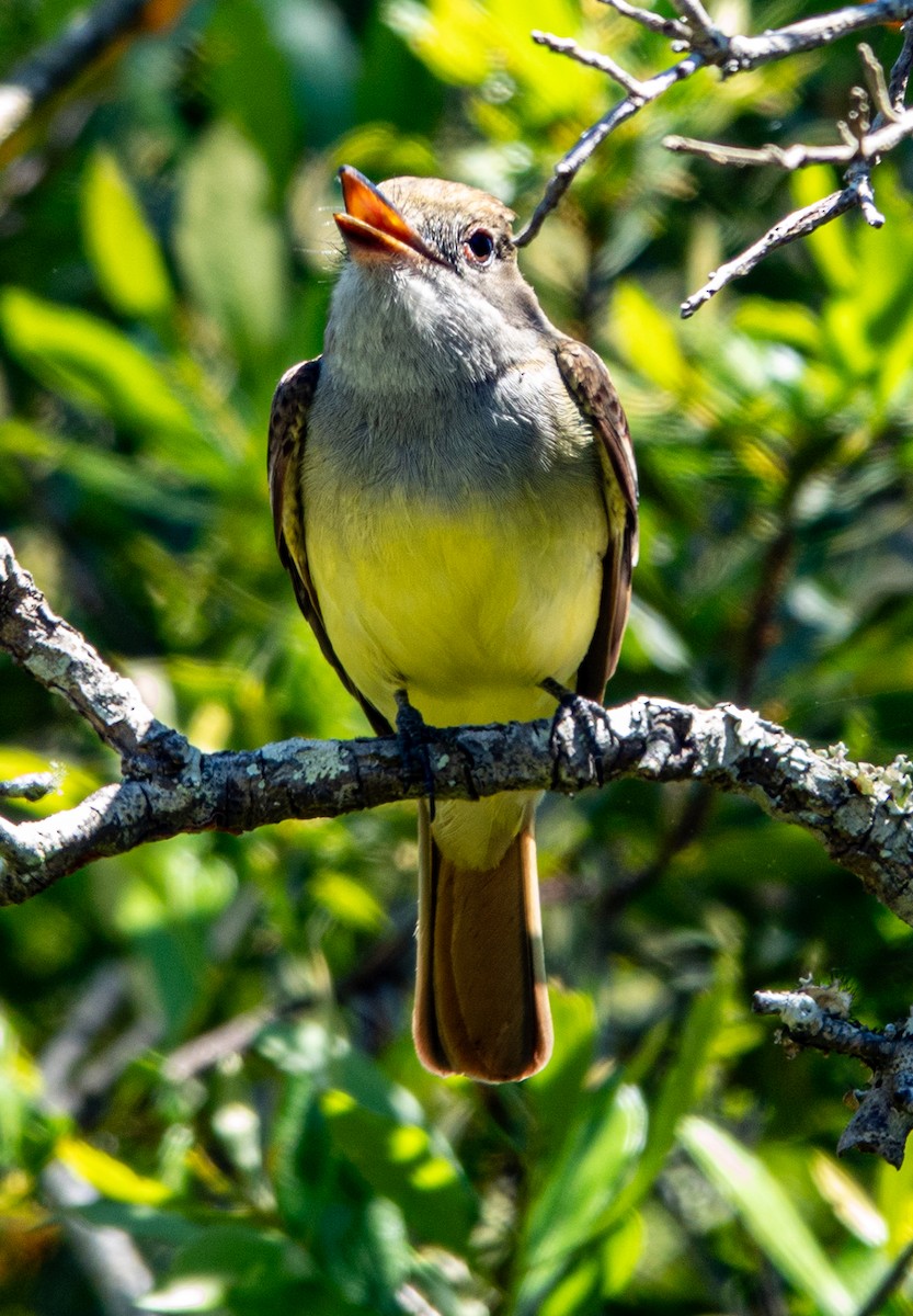 Great Crested Flycatcher - ML633745972