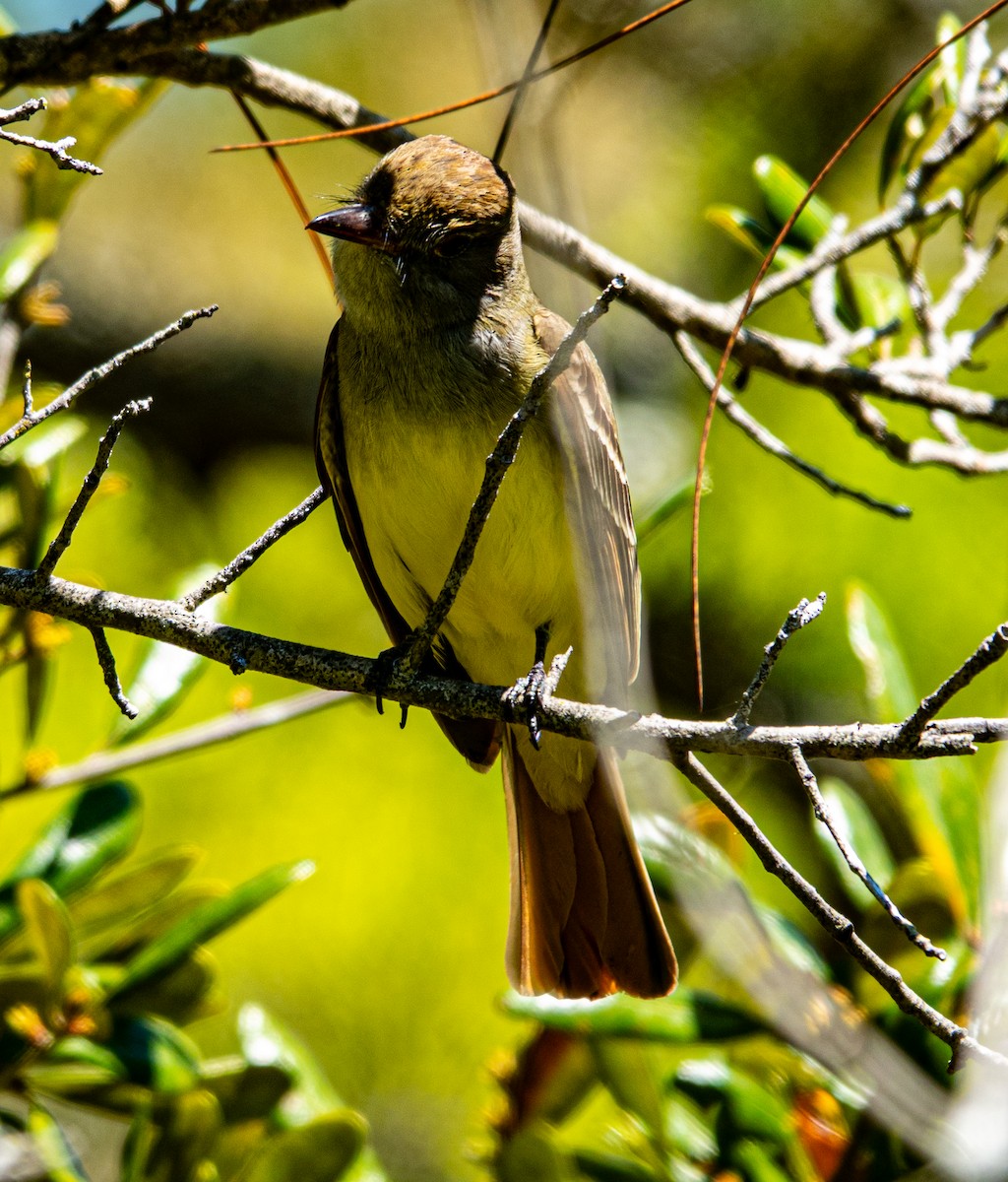 Great Crested Flycatcher - ML633745973