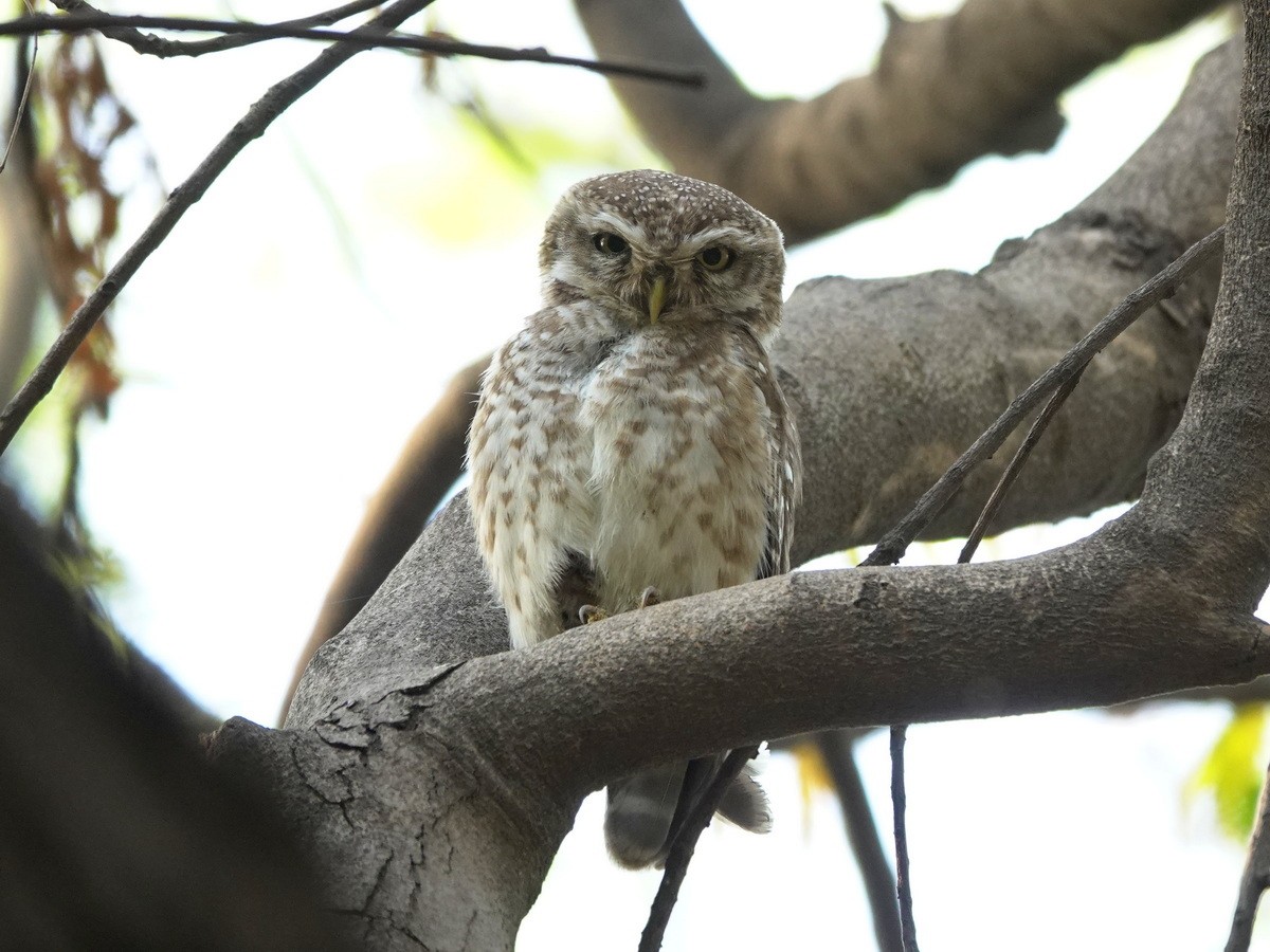 Spotted Owlet - ML633745985