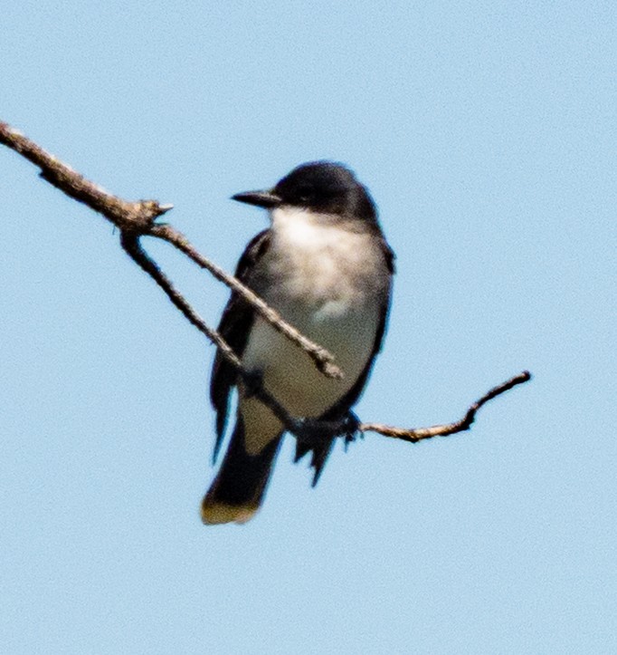 Eastern Kingbird - ML633745986