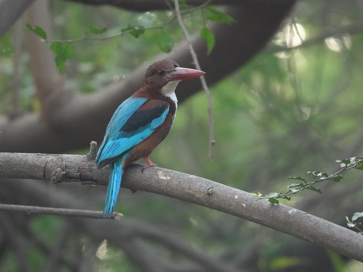 White-throated Kingfisher - ML633745990