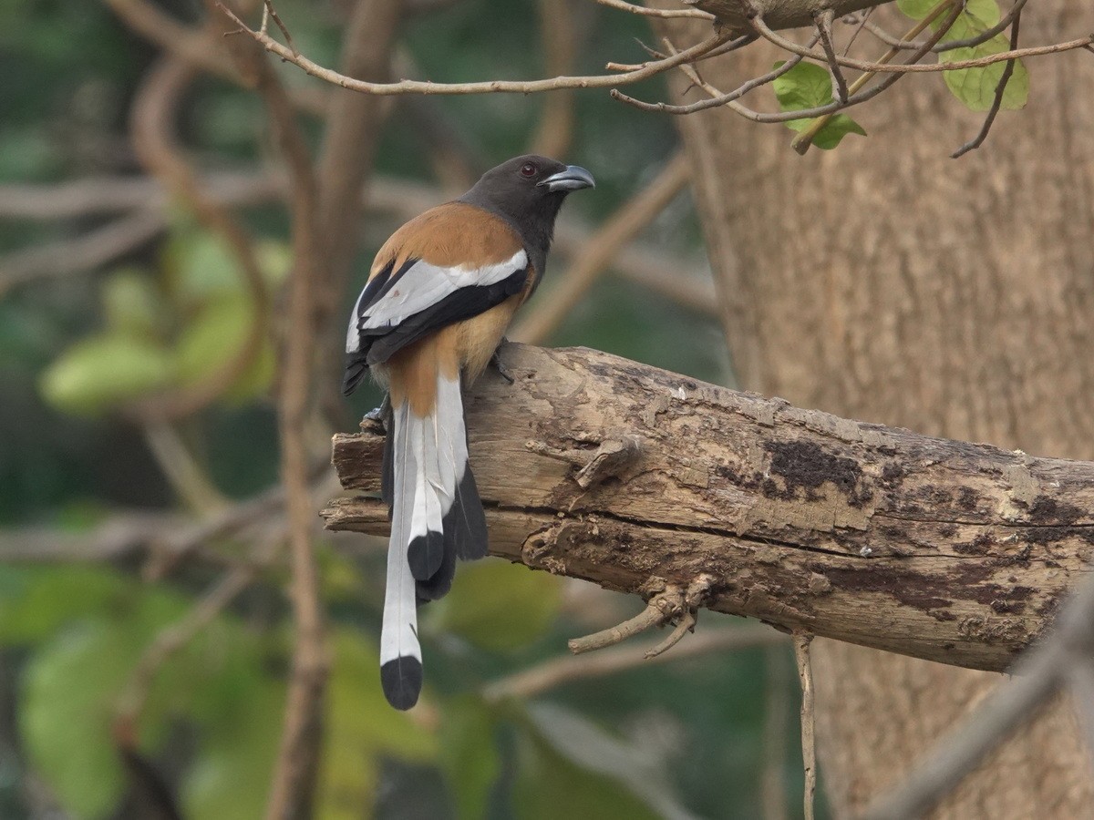 Rufous Treepie - ML633745997