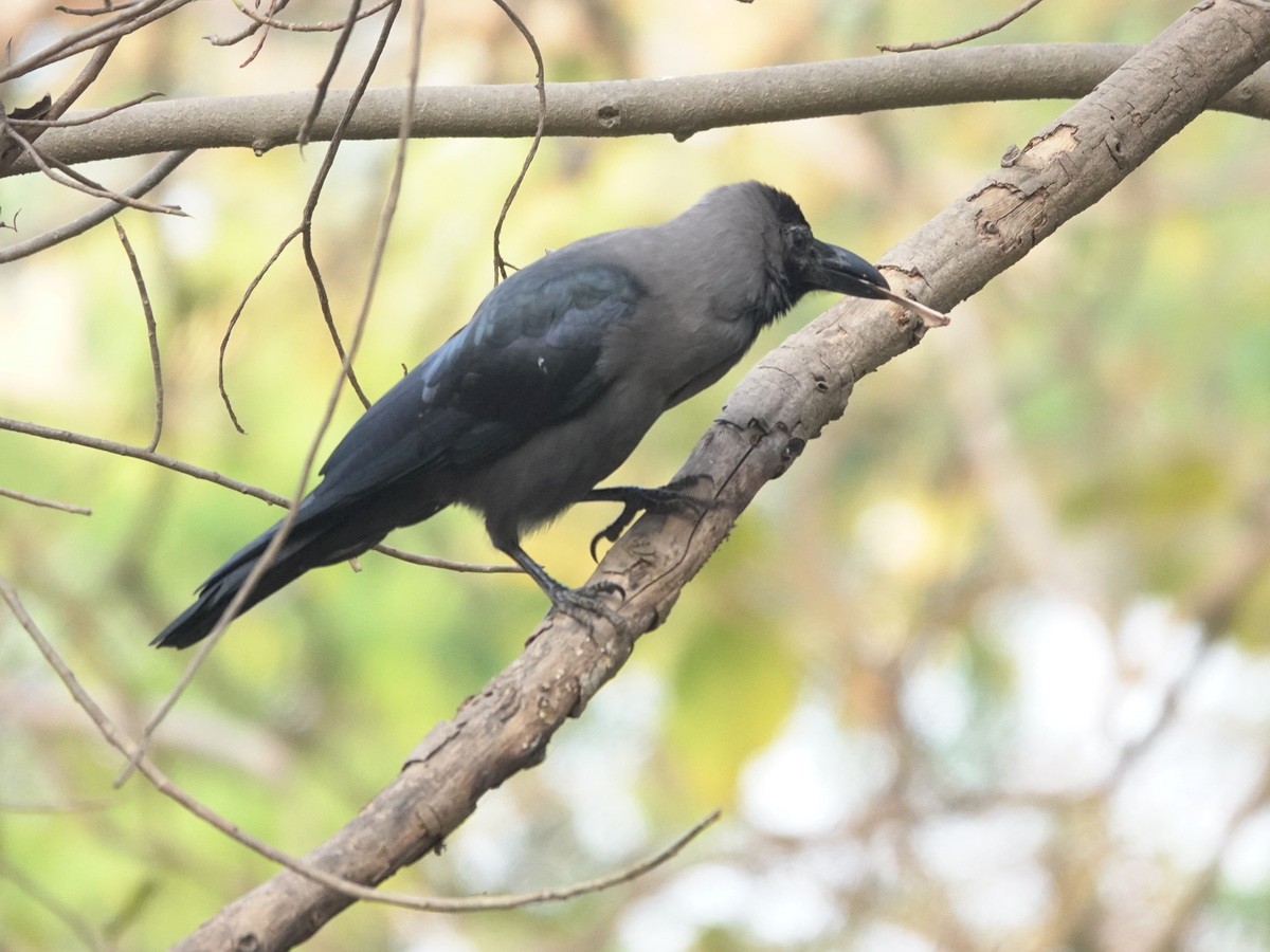 House Crow - ML633746001